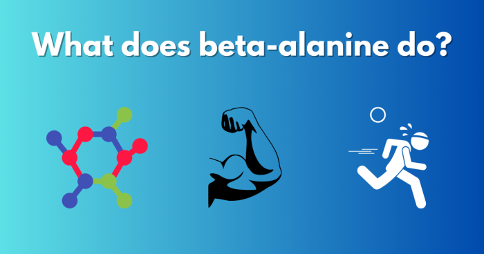 what does beta alanine do